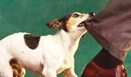 人与狗兽视频在线观看,温馨互动，共度美好时光